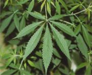 大麻の葉