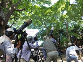 アオバズクのヒナを撮影しようとするアマチュアカメラマンたちの写真