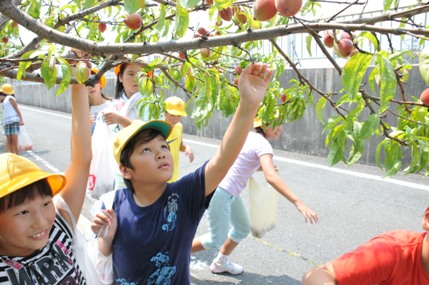稲田桃の実を収穫している写真