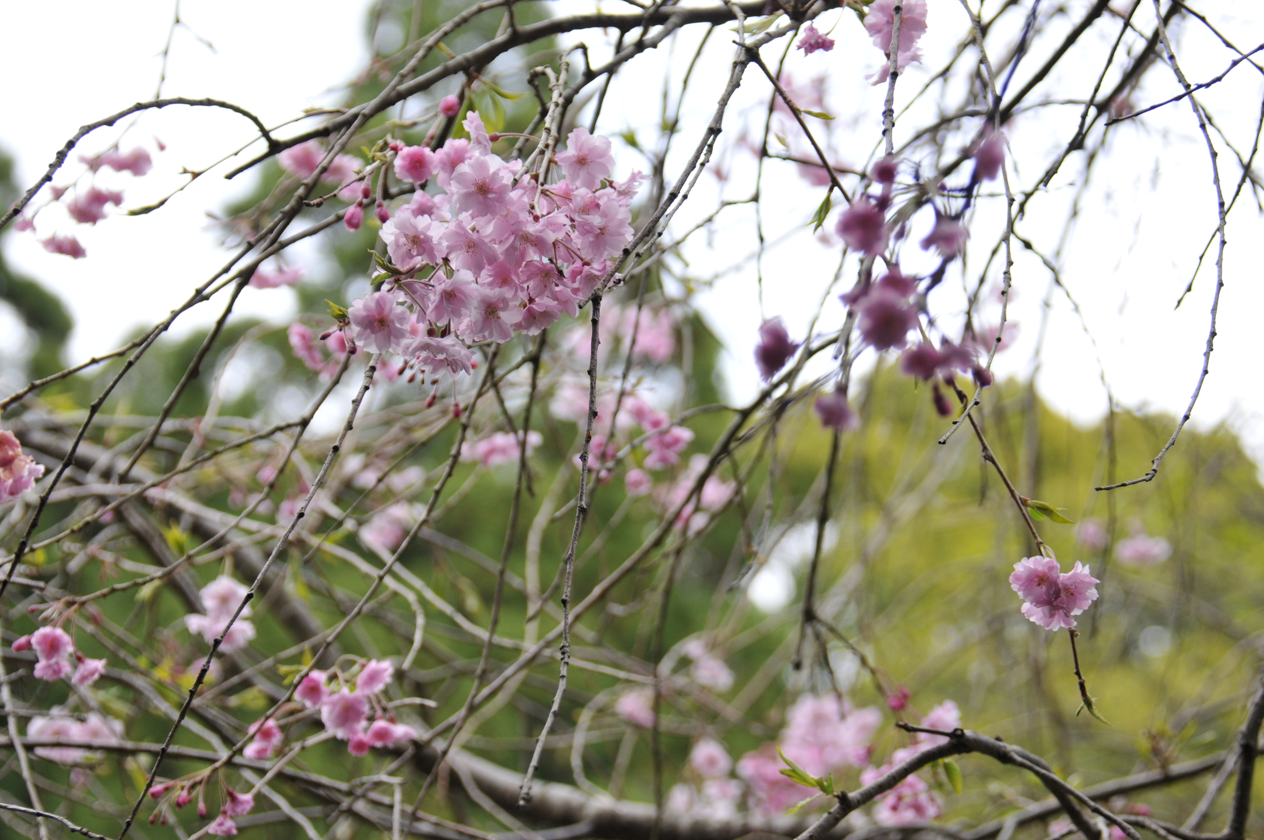 しだれ桜の拡大写真