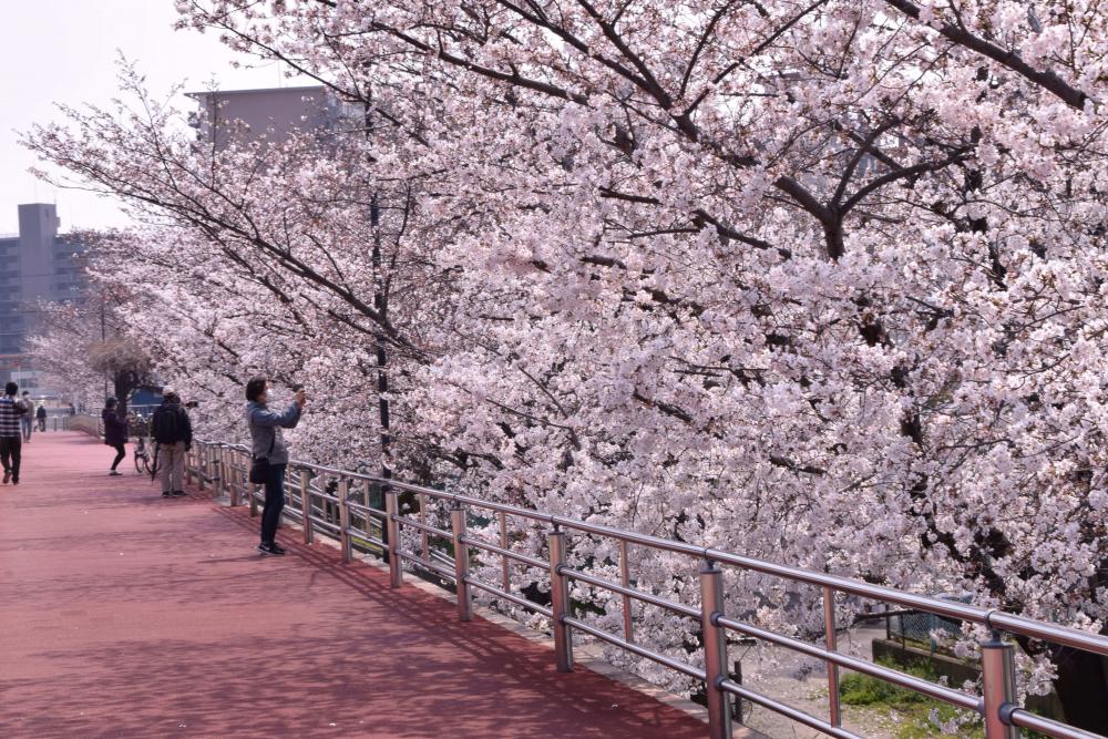 第二寝屋川沿いの桜