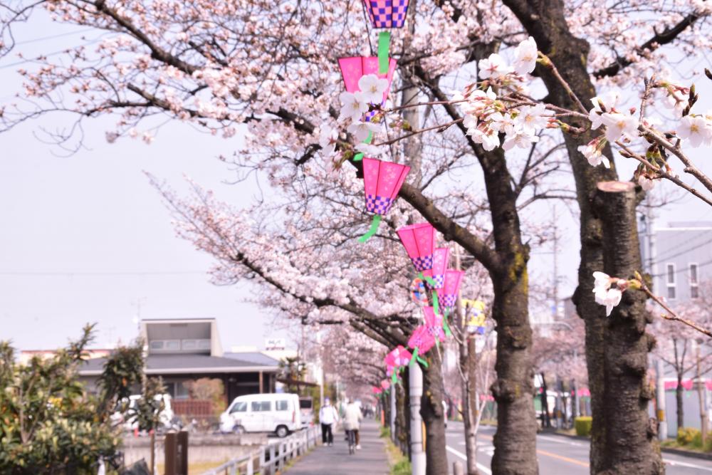 花園桜通りの桜