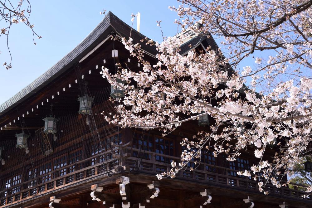 石切神社の桜