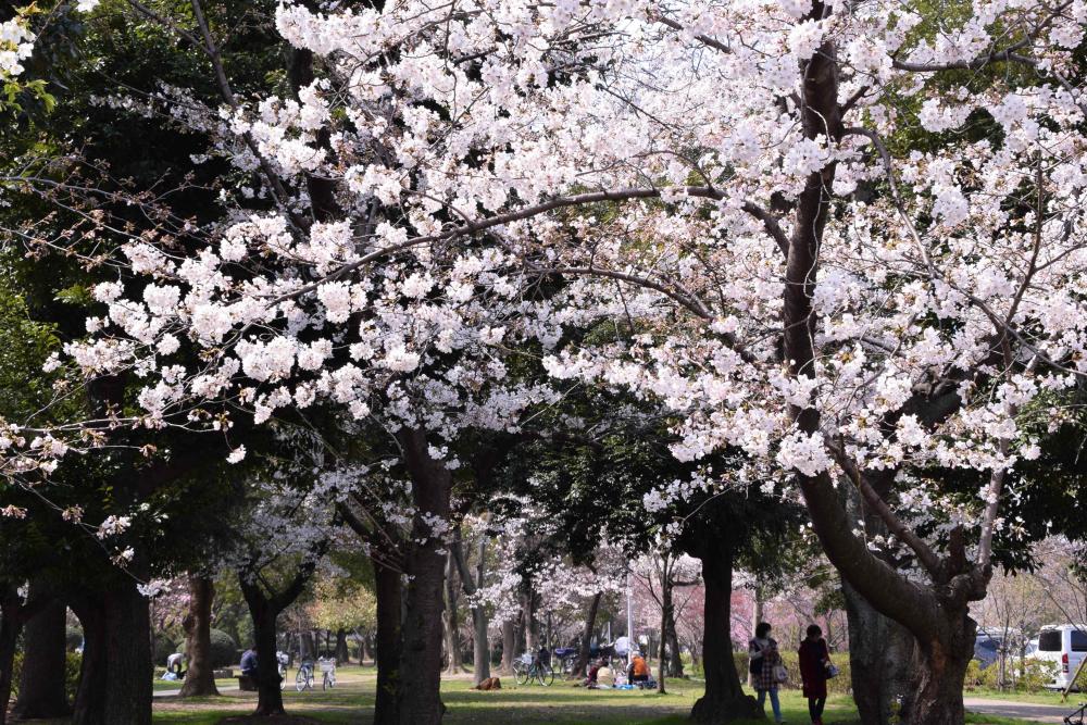 八戸の里公園の桜