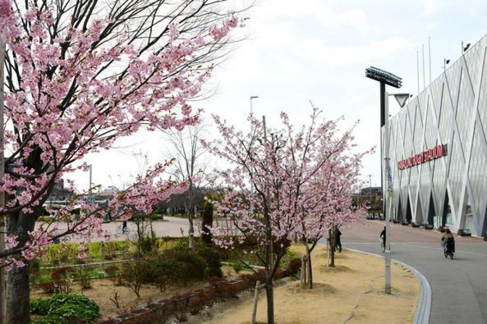 公園で花を咲かせる河津桜