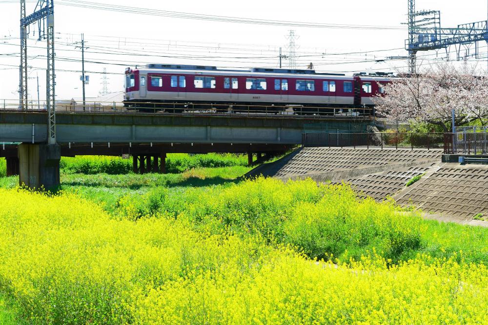 菜の花と電車の写真