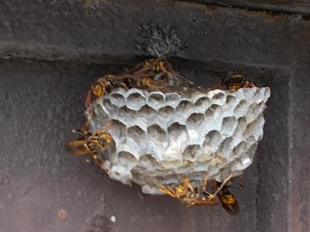 アシナガバチの巣の写真