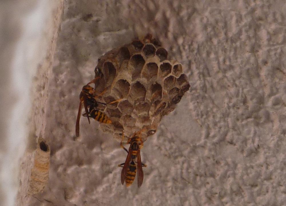 アシナガバチの巣の写真