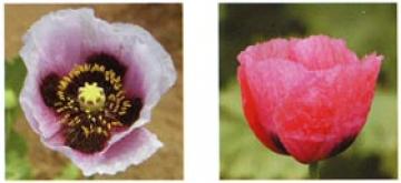 セティゲルム種の花の画像