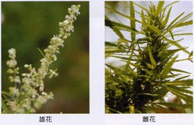 大麻の花