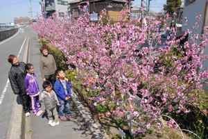 ピンクの並木道～稲田桃の花が満開