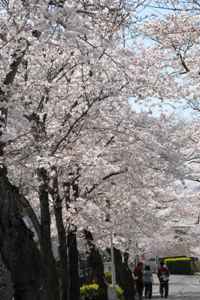 サクラのアーチをくぐって枚岡公園へ