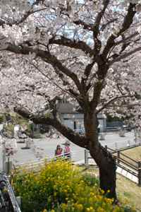 サクラのアーチをくぐって枚岡公園へ