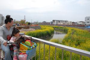 さらに広がる黄色いじゅうたん～恩智川の菜の花が見ごろ