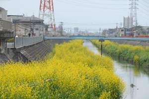 さらに広がる黄色いじゅうたん～恩智川の菜の花が見ごろ