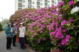 色鮮やかなつつじが満開～上小阪配水場