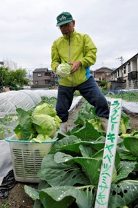 「ラグビーのまち」東大阪名物！？ラグビーキャベツを収穫