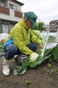 「ラグビーのまち」東大阪名物！？ラグビーキャベツを収穫