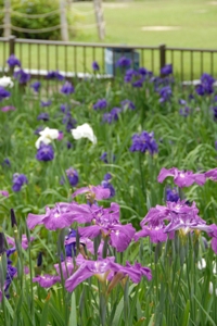 花園中央公園のハナショウブが見ごろを迎える