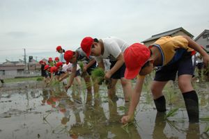 小学生がはじめての田植えに挑戦