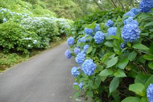 ぬかた園地のアジサイが見ごろを迎える