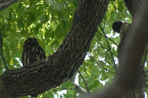 梶無神社でアオバズクのヒナが巣立つ 