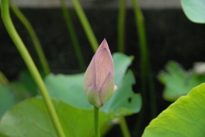 太古の花・原始ハス咲く2