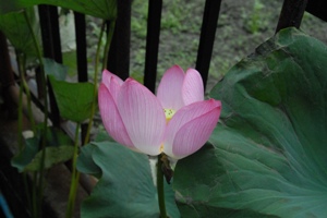 太古の花・原始ハス咲く1