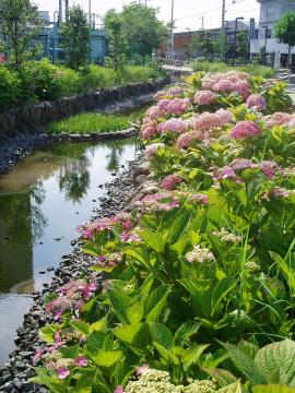 水の郷　鴻池の写真2