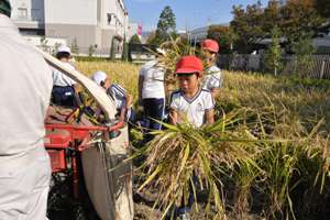 実りの秋を収穫　児童らが稲刈り体験