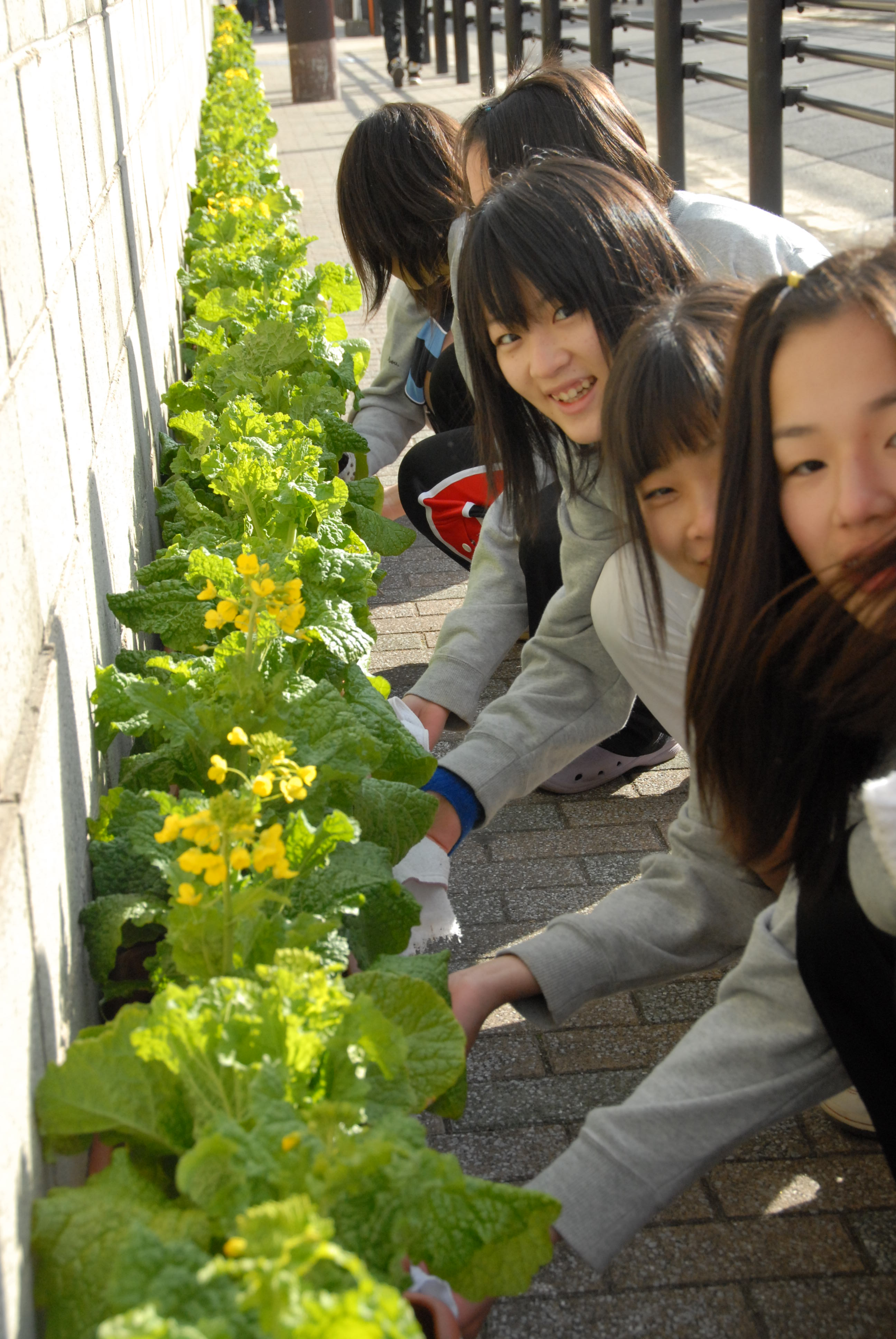 一足早い春の訪れを市民に～菜の花で街を彩るの写真
