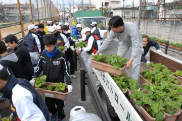 一足早い春の訪れを市民に～菜の花で街を彩るの写真