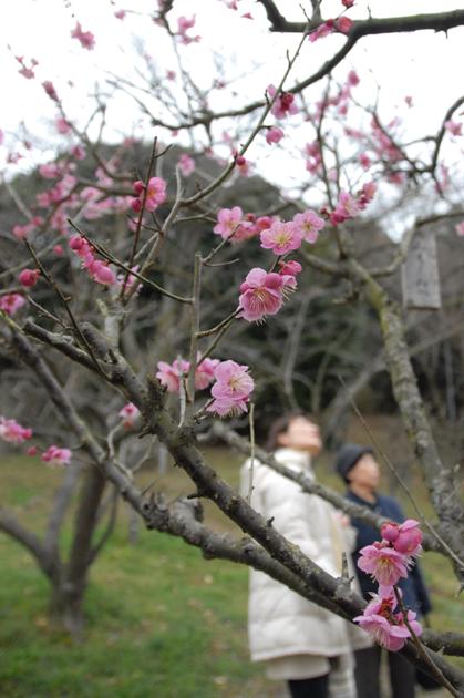枚岡梅林に春が到来 の写真