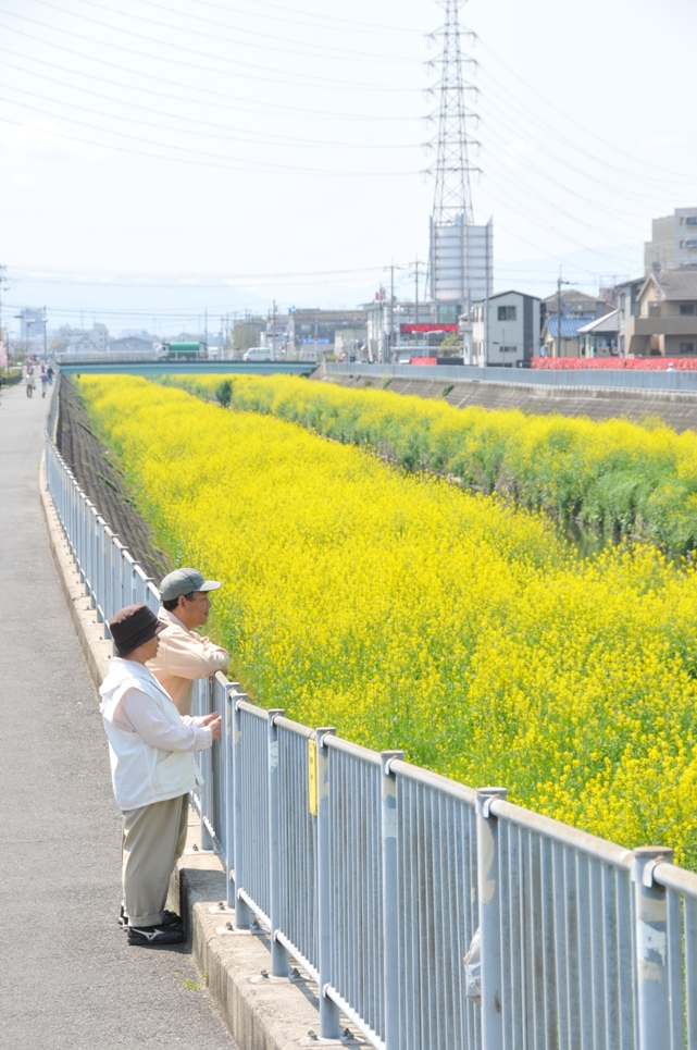 恩智川の菜の花の写真