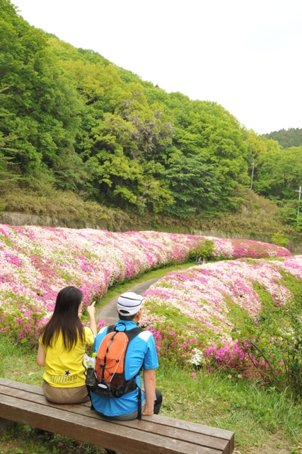 なるかわ園地のつつじが満開の写真