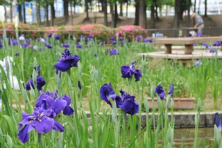 花園中央公園のハナショウブの写真