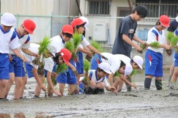 小学生が行う田植えの写真