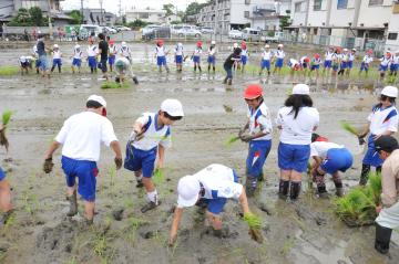 小学生が行う田植えの写真