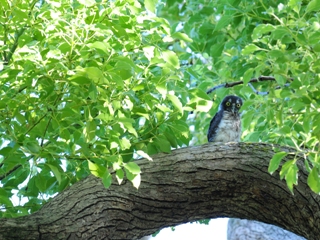 アオバズクのヒナの写真