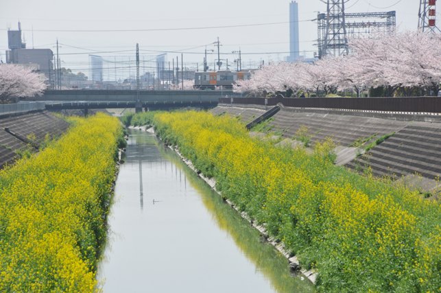 菜の花の写真