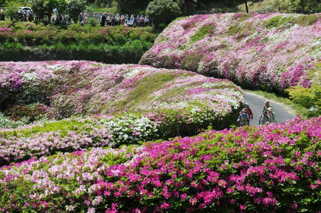 なるかわ園地のつつじの写真