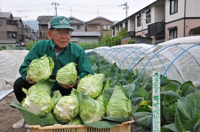 ラグビーキャベツの収穫の写真