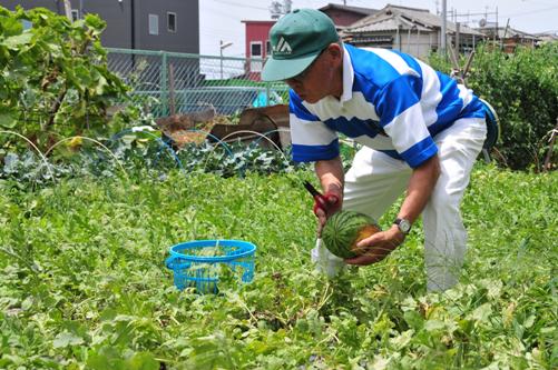 ラグビースイカ収穫の写真