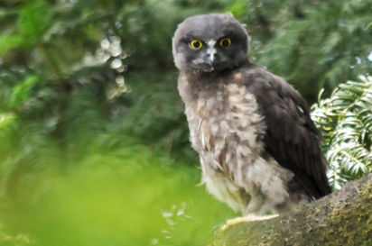 アオバズクの写真