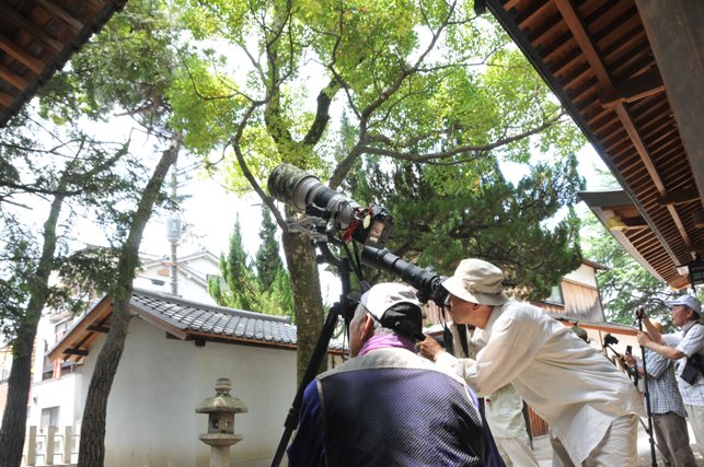 アオバズクを撮影するカメラマンの写真