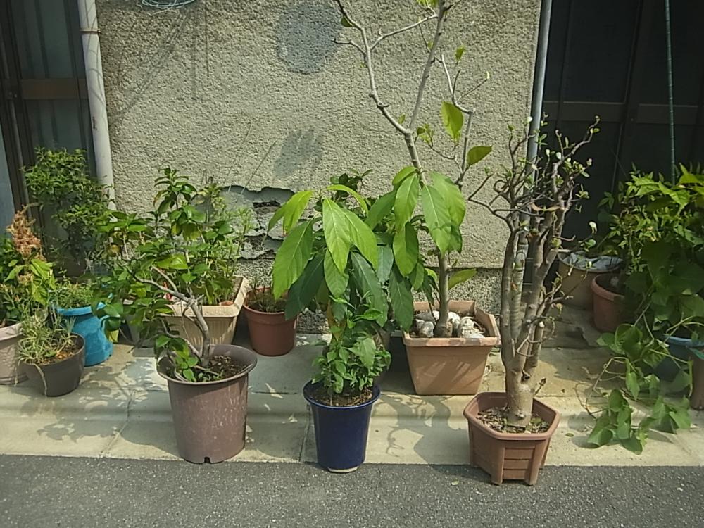 樹木写真