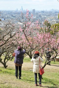 枚岡梅林の写真