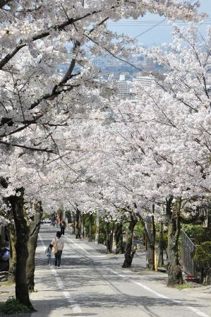 市内の桜の写真