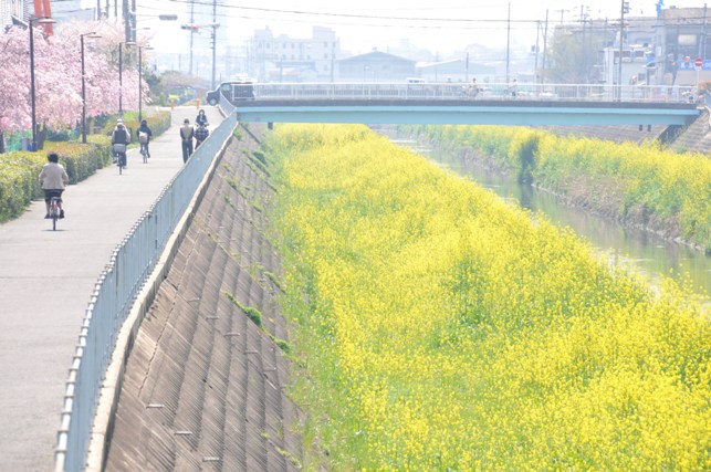 恩智川の菜の花の写真