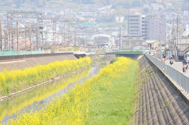 恩智川の菜の花の写真